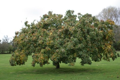 medlar tree
